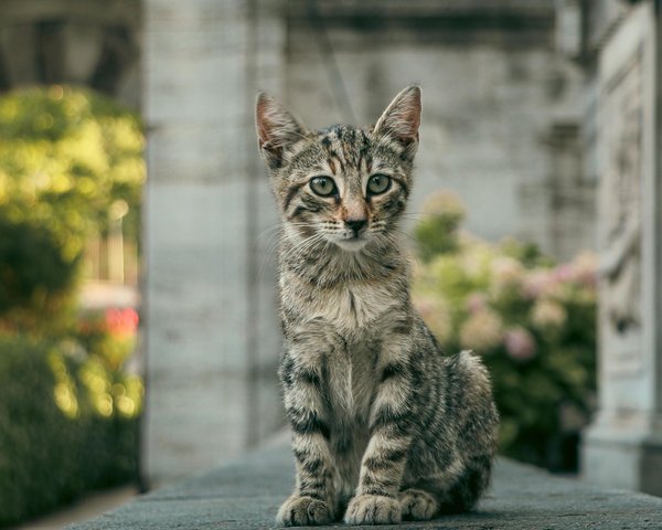 Des conseils pour observer les tortues marines en toute sécurité